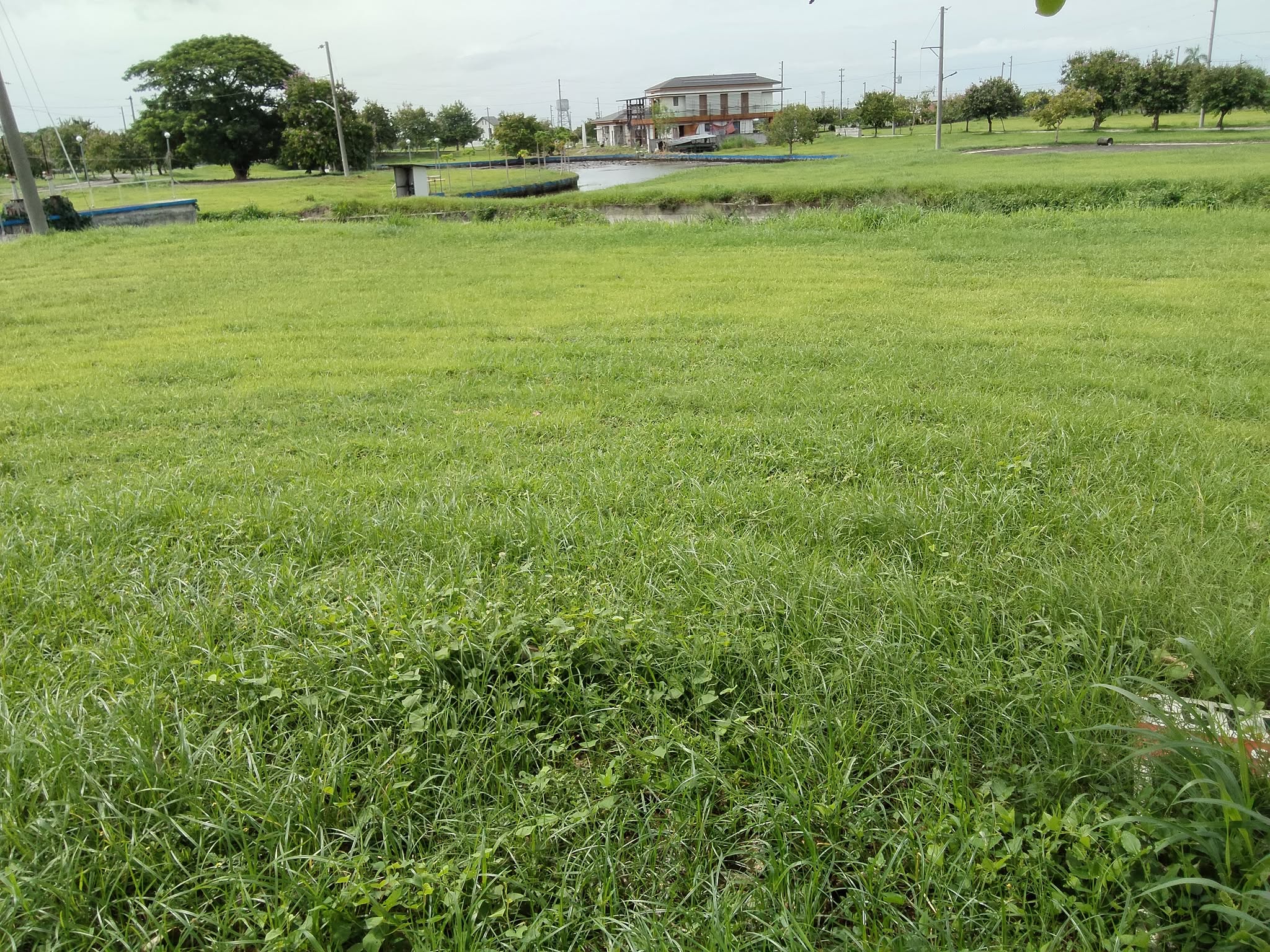 The Lakeshore Lot for Sale photo 6